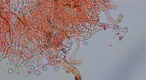 Hypochnicium punctulatum